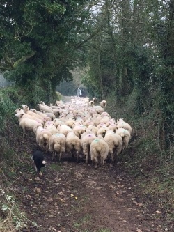NAKED SHEEP ON BREDON HILL!