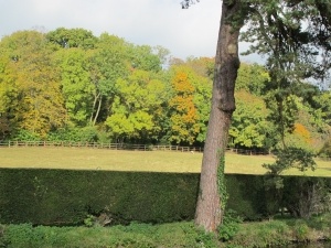 Wonderful Woodland