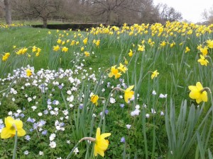 daffodils (1024x768)