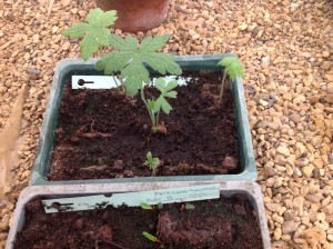 Blog 01.07.14 Hardy geranium 2