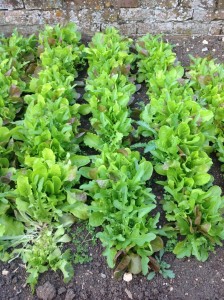 Blog 01.07.14 Lettuces