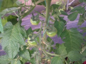 Blog 01.07.14 Tomatoes