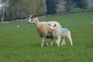 Ewes  Lambs 120410 (2)