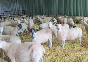 Sheep