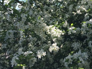 Overbury Blossom in May