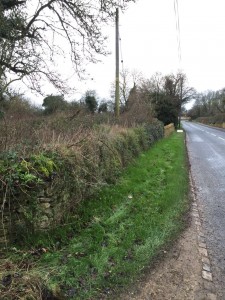 Before Ivy photo