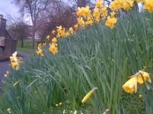 Bulbs
