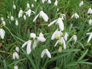 Snowdrops