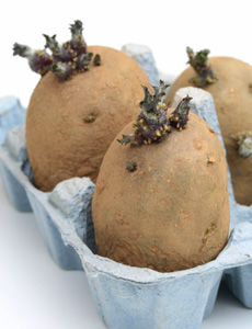 Chitting potatoes
